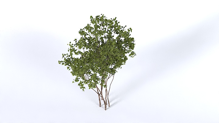 渲染模型_树1337