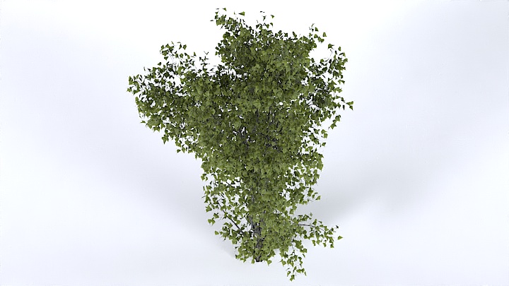 渲染模型_树1338