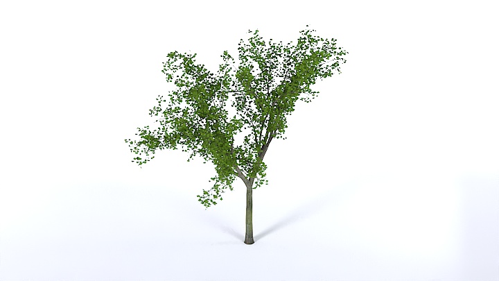 渲染模型_树1347
