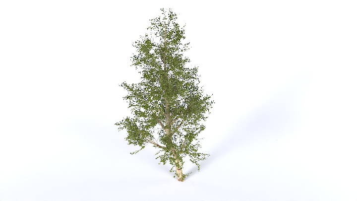 渲染模型_树1349