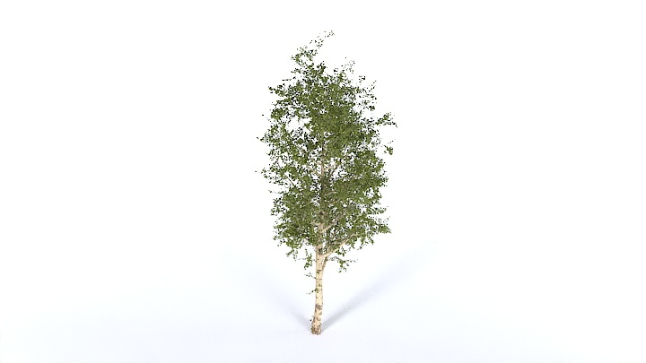 渲染模型_树1350