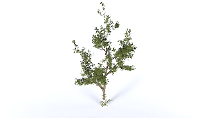 渲染模型_树1352