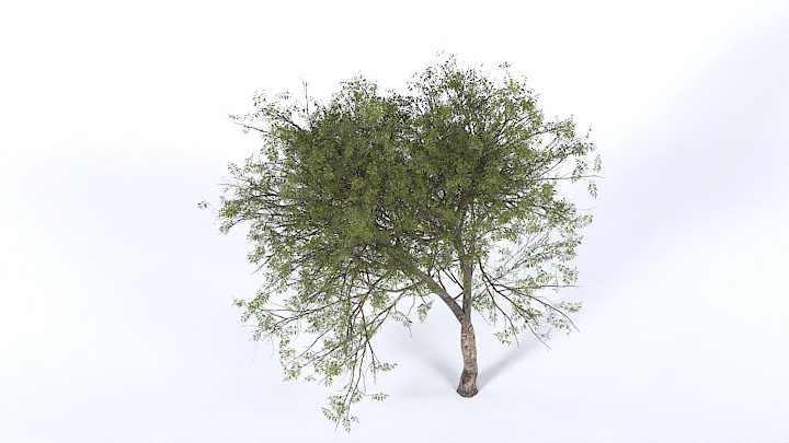 渲染模型_树1357