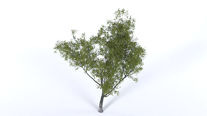 渲染模型_树1359