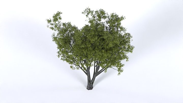 渲染模型_树1360