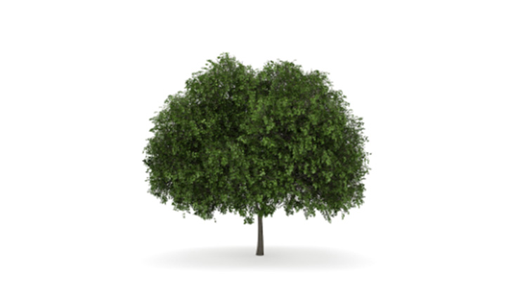 渲染模型_树1369