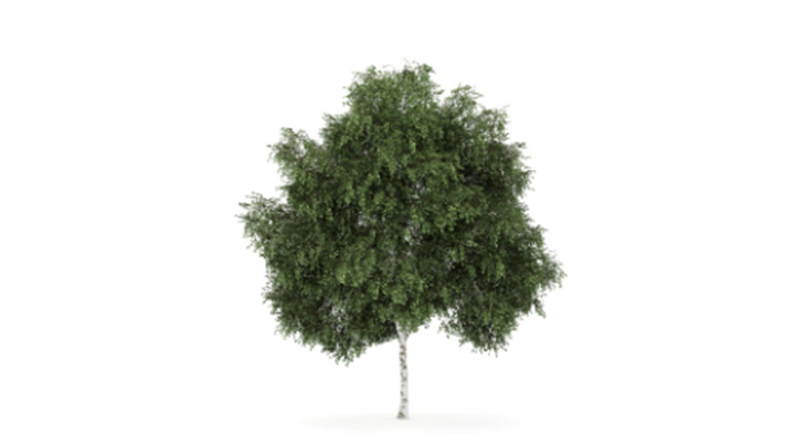 渲染模型_树1372