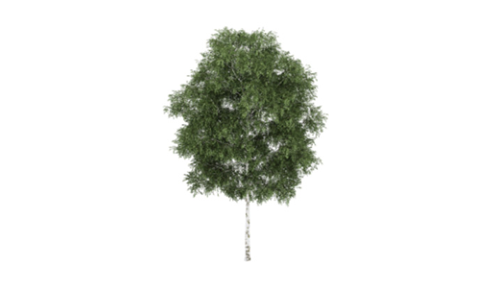 渲染模型_树1374