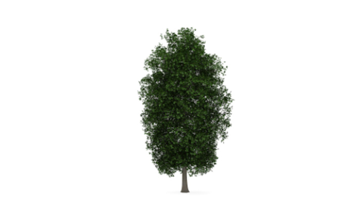 渲染模型_树1383