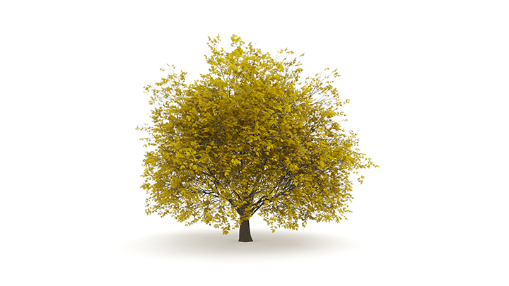 渲染模型_树1412