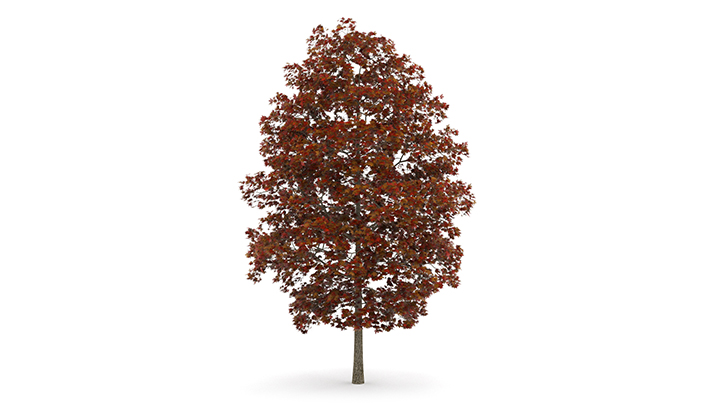 渲染模型_树1419