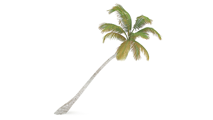 渲染模型_树1441