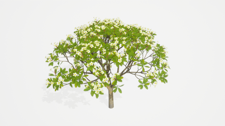 渲染模型_树1484