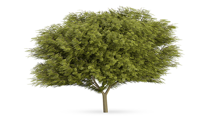 渲染模型_树1496