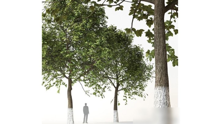 渲染模型_树1514