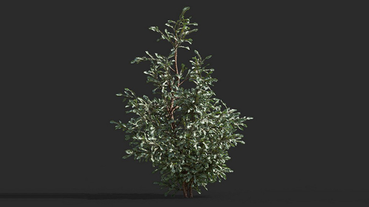 渲染模型_树1516