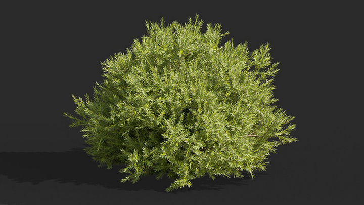 渲染模型_树1526