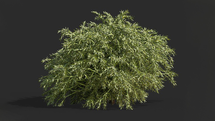 渲染模型_树1537