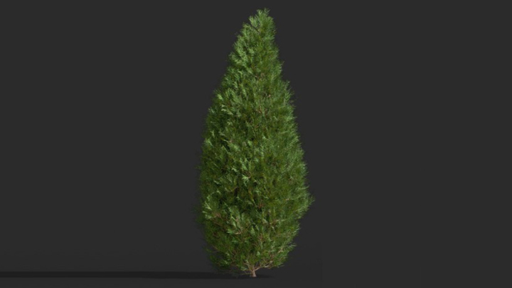 渲染模型_树1549