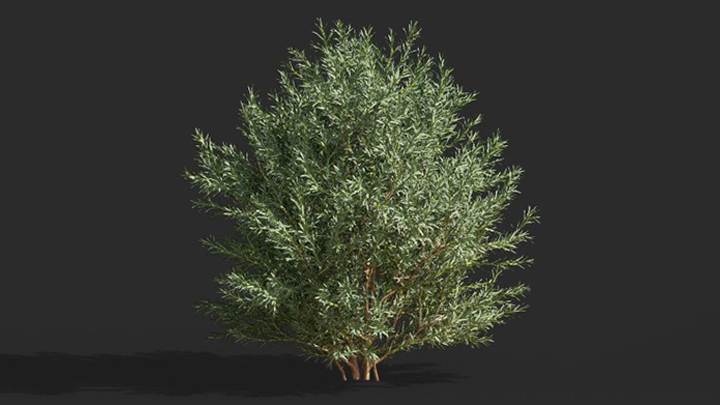 渲染模型_树1557