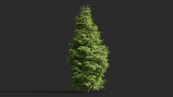 渲染模型_树1562