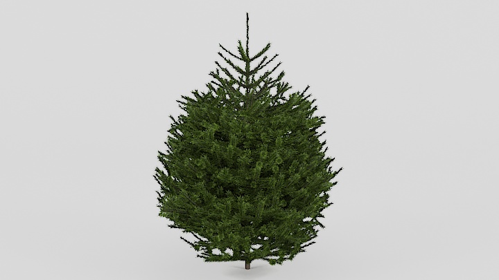 渲染模型_树1569