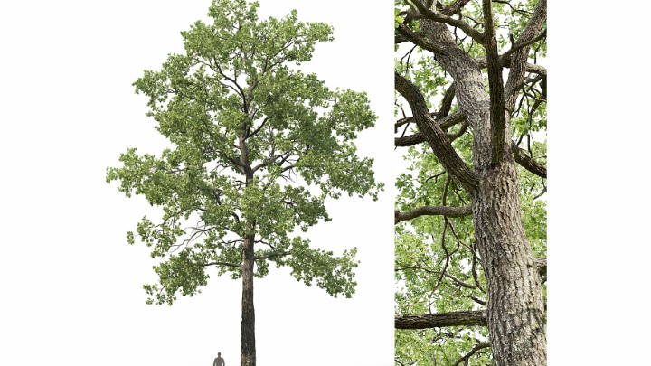 渲染模型_树1572