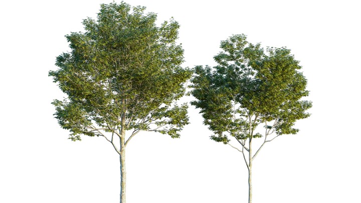 渲染模型_树1574