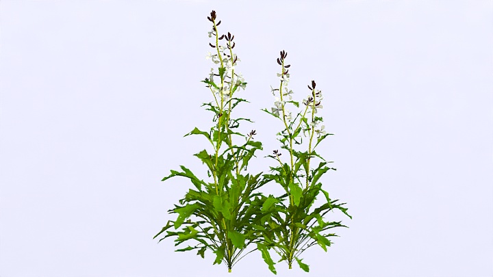 渲染模型_植物1096