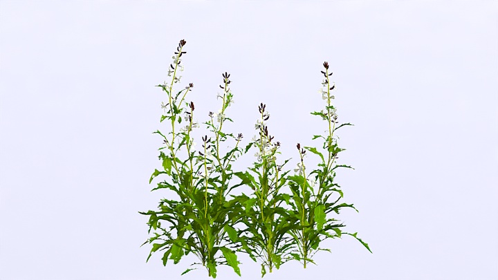 渲染模型_植物1099