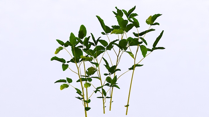 渲染模型_植物1102