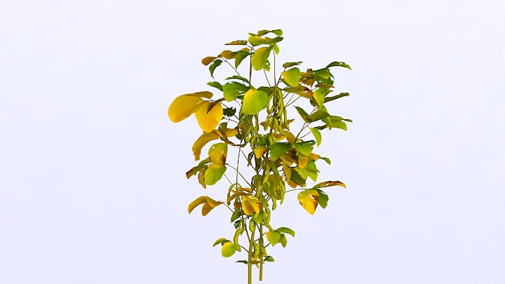 渲染模型_植物1106