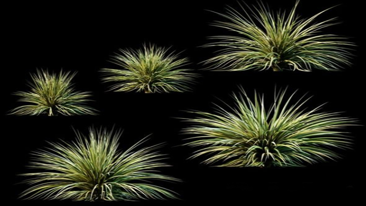 渲染模型_植物1115