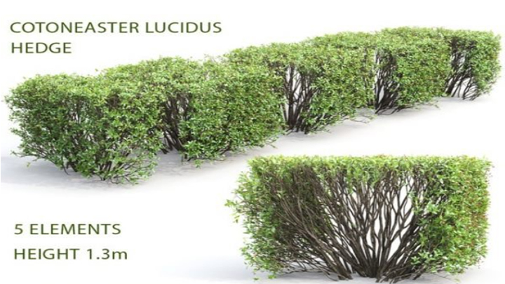 渲染模型_植物1116