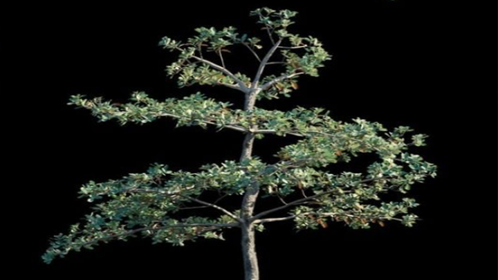 渲染模型_植物1118