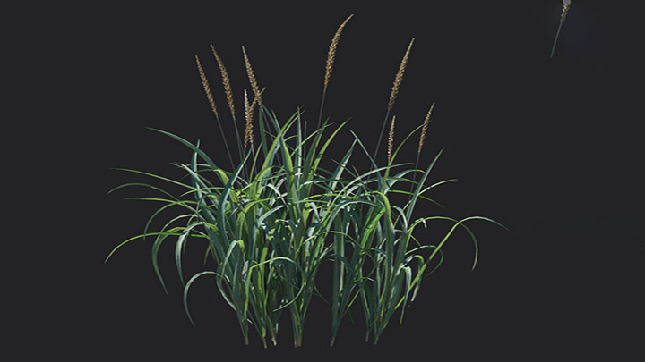 渲染模型_植物1130