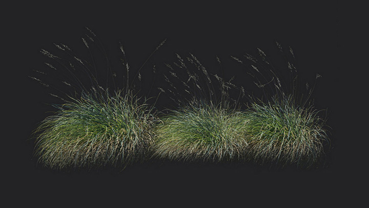 渲染模型_植物1158