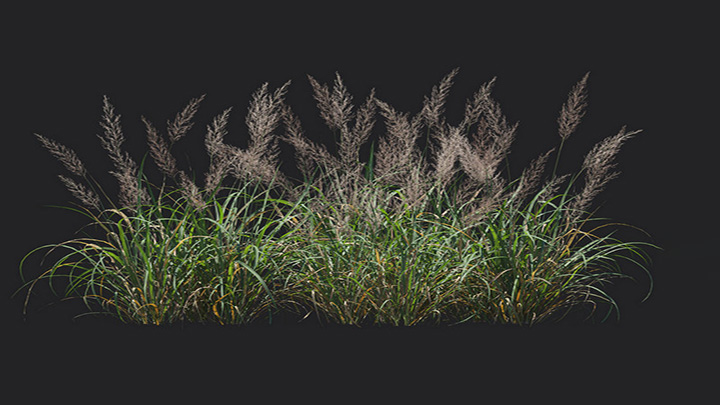 渲染模型_植物1183