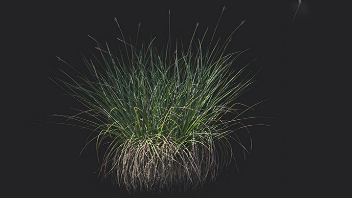 渲染模型_植物1185