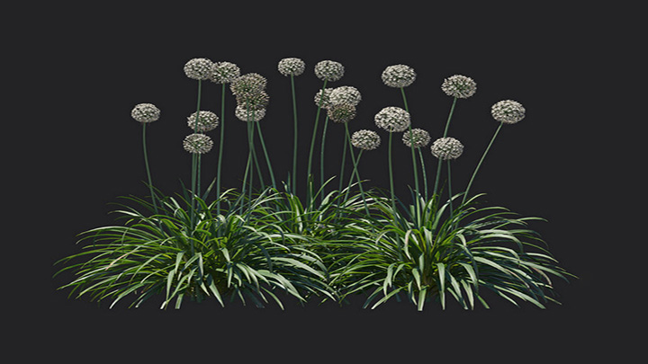 渲染模型_植物1189