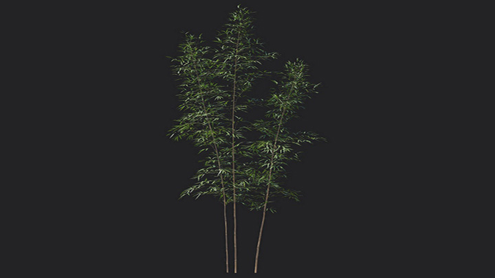 渲染模型_植物1205