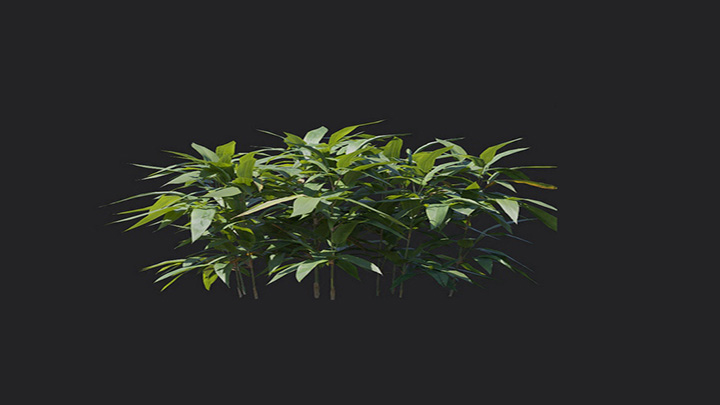 渲染模型_植物1213