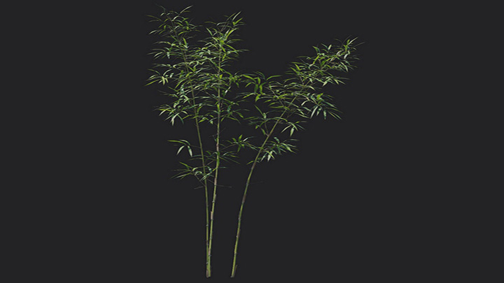 渲染模型_植物1224