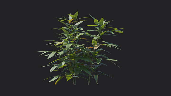 渲染模型_植物1227