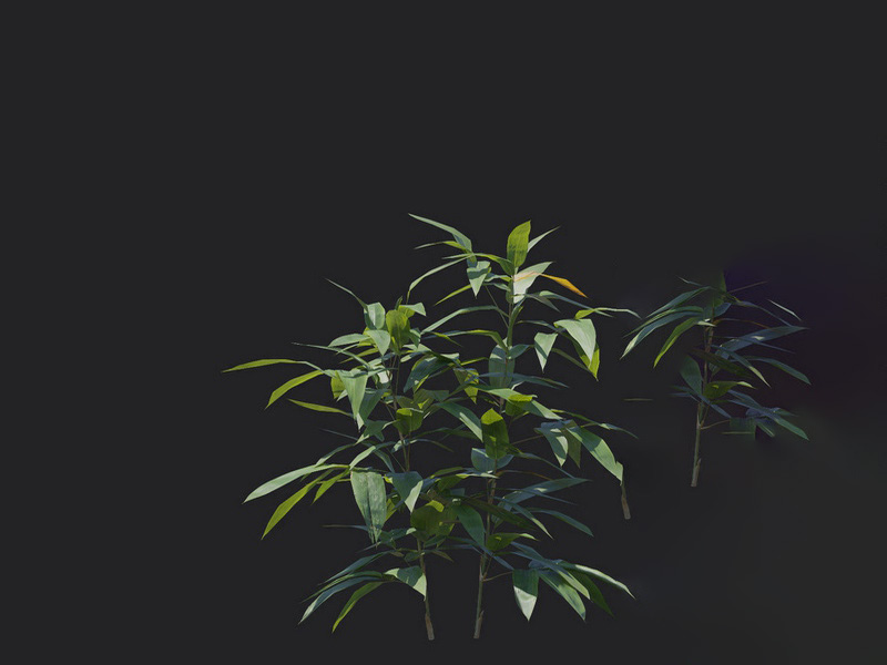 渲染模型_植物1228
