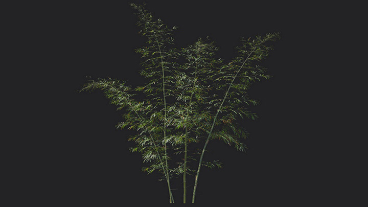 渲染模型_植物1242