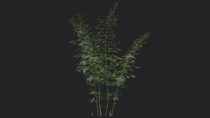 渲染模型_植物1243