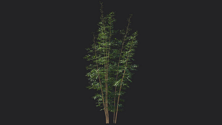 渲染模型_植物1250