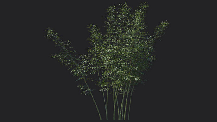 渲染模型_植物1259