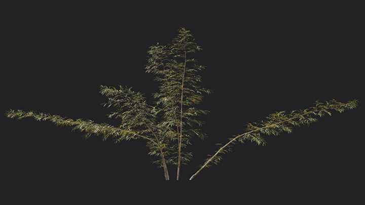 渲染模型_植物1262